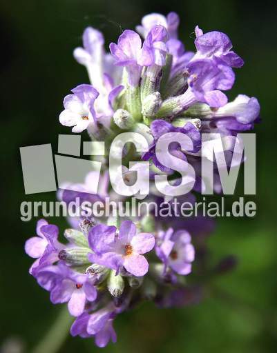 Lavendel-18.jpg
